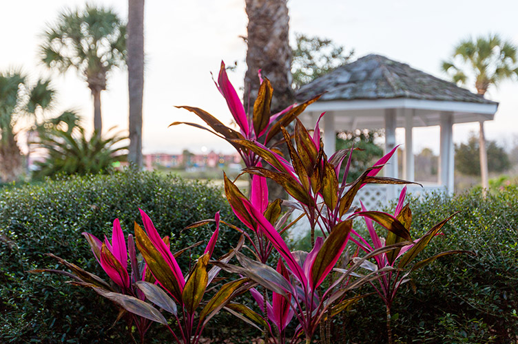 Close up shot of colorful plant at our family friendly hotel in Kissimmee, FL. surrounded by green bushes & palm trees 